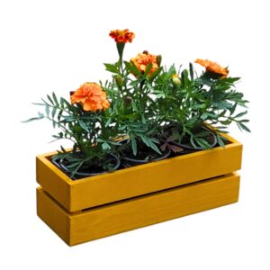 Dřevěný truhlík sukulent hořčice