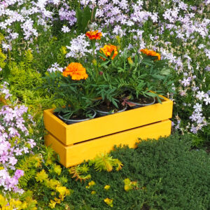 Dřevěný truhlík sukulent hořčice 4