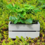 Dřevěný truhlík sukulent Šedá 4