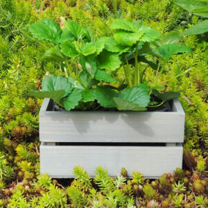 Dřevěný truhlík sukulent Šedá 4