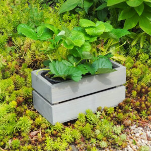 Dřevěný truhlík sukulent Šedá 5