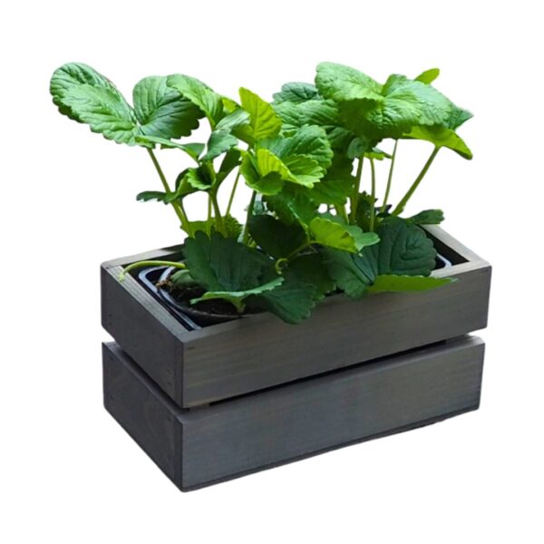 Dřevěný truhlík sukulent Šedá