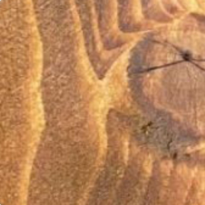 Theak – transparentní