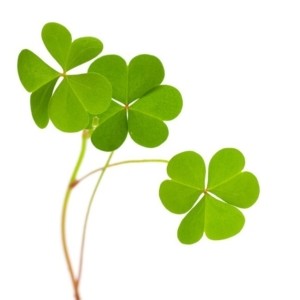 environment - sustainable development - clover on white